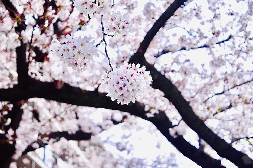 sakura, kukat, kirsikankukka, kevät, kausiluonteinen, kukinta, kukka, terälehdet, kasvu, puu, haara