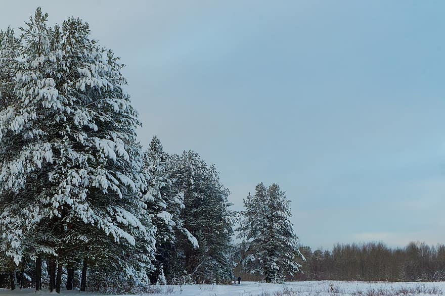 sneeuw, bomen, Bos, bossen, rijp, coniferen, naald-, naaldbos bos, veld-, sneeuwveld, besneeuwd