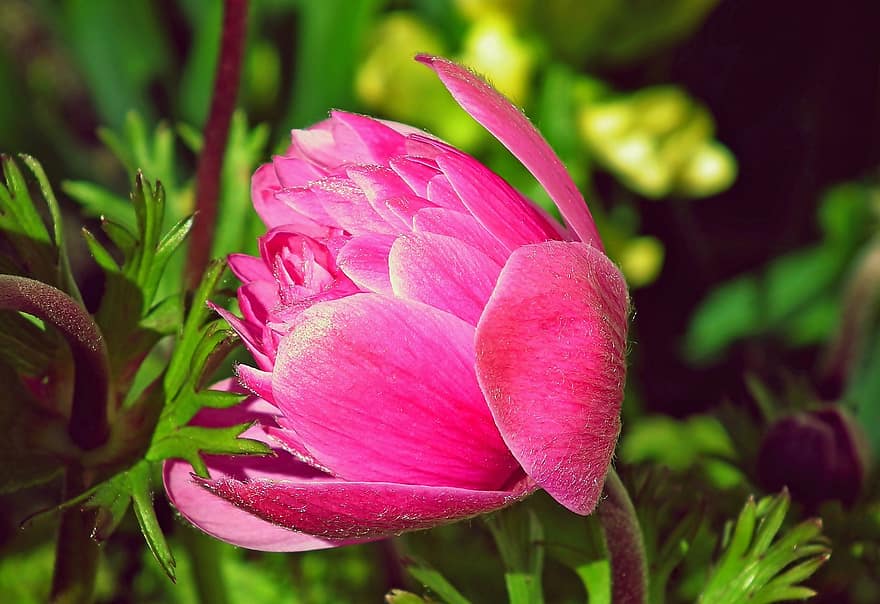anemone, fiore, pianta, fiore rosa, petali, fioritura, flora, giardino, natura, avvicinamento, foglia