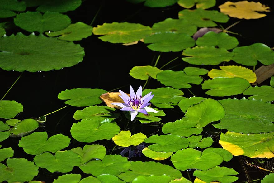 водна лилия, цвете, езерце, подложки за лилии, листенца, разцвет, цвят, водно растение, флора