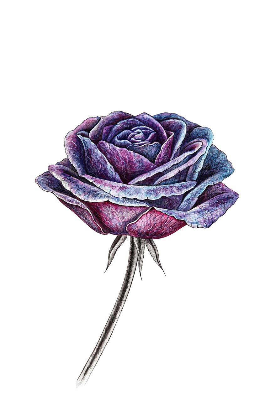 violett, Aquarell, gemalt, lila, Rose, Blume, fleur, Kunstwerk, Malerei, Blumen-, Zeichnung