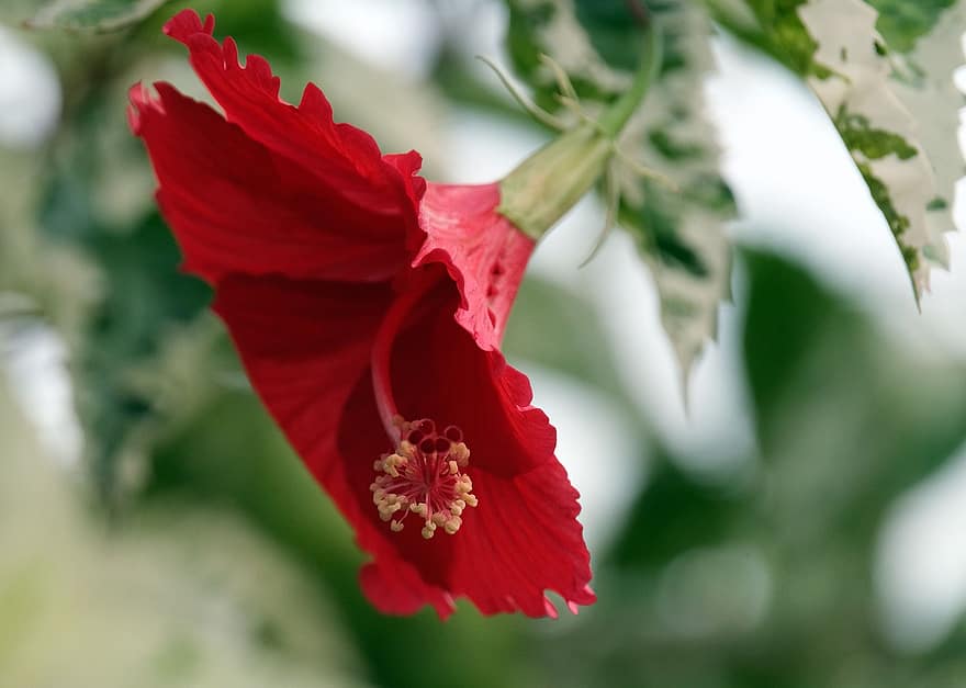 хибискус, червен хибискус, цвете, червено цвете, градина, макро, флора