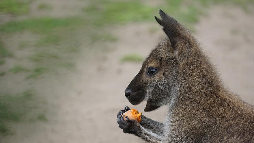 kangoeroe, zoogdier, dier, voedsel, eten, poten, ogen, oren, neus-, achtergrond, natuur