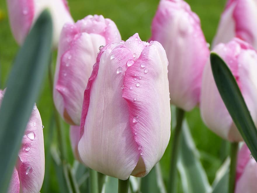 tulipes, flors, primavera, pètals, florint, gotes d’aigua, rosada, gotes de rosada, flora, floricultura, horticultura