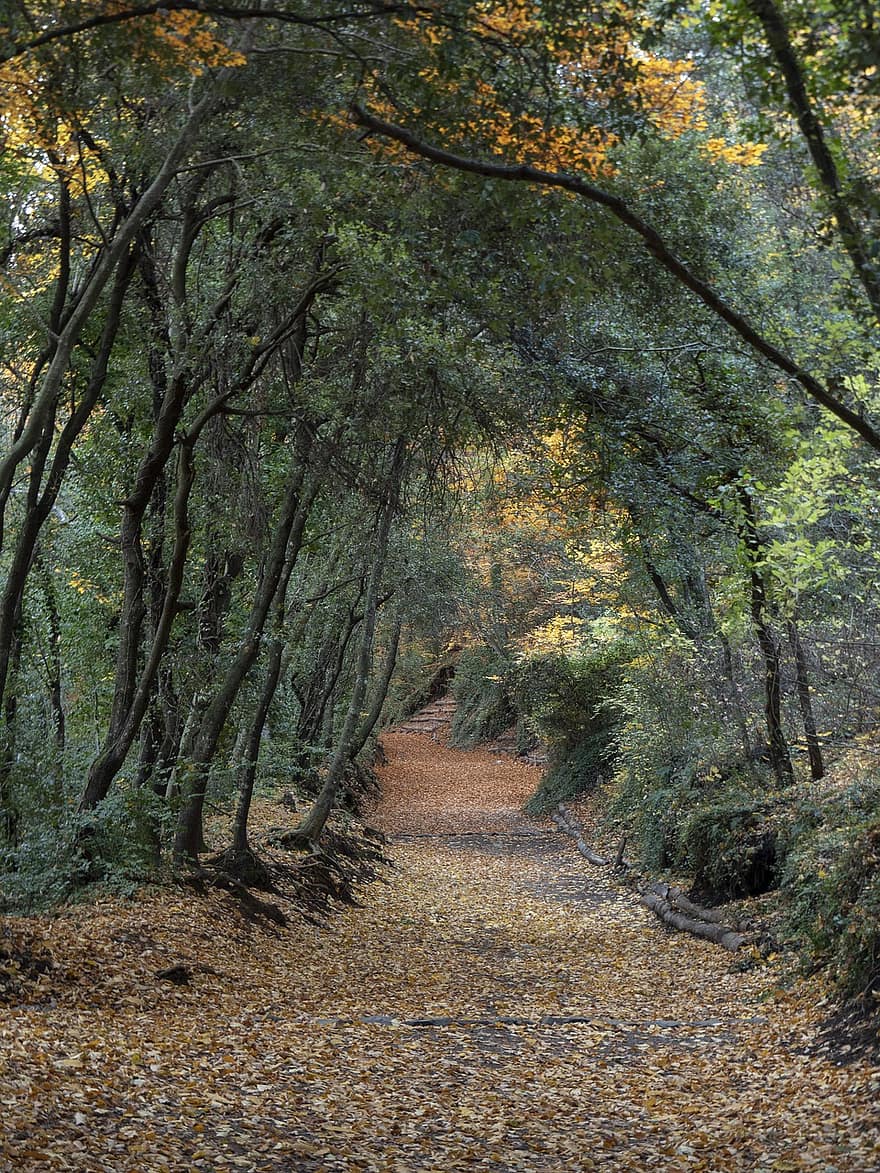 Forest, Trees, Road, Trail, Path, Leaves, Woods, Landscape, Nature, Santa Margarida Volcano