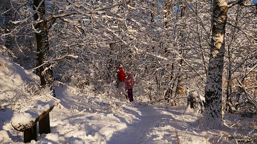 ziemā, mežs, cilvēkiem, jaunieši, jaka, auksts, sniegs, ledus, saldēti, zing, koki