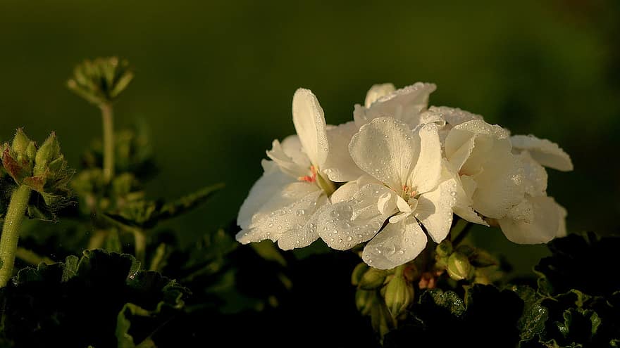 geranio, Flores blancas, las flores, naturaleza, de cerca, flores, jardín, flor, planta, verano, hoja