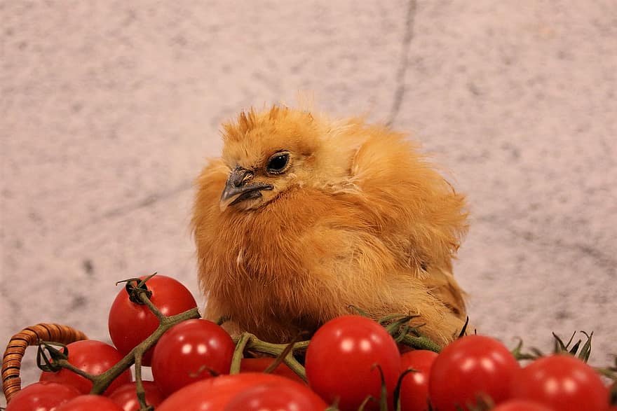 kana, poikaset, pääsiäinen, eläin, söpö, nuori, vauva, keltainen, pörröinen, tomaatit, punainen