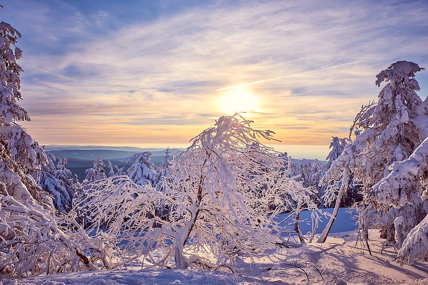 hivern, arbres, sortida del sol, posta de sol, neu, sol, llum solar, congelat, fred, nevat, boscos