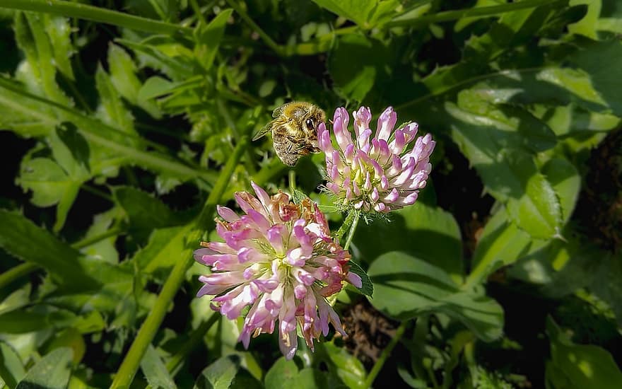 mel d'abella, abella, flors, trèvol vermell, insecte, polinització, flors de color rosa, flors silvestres, planta, prat, naturalesa