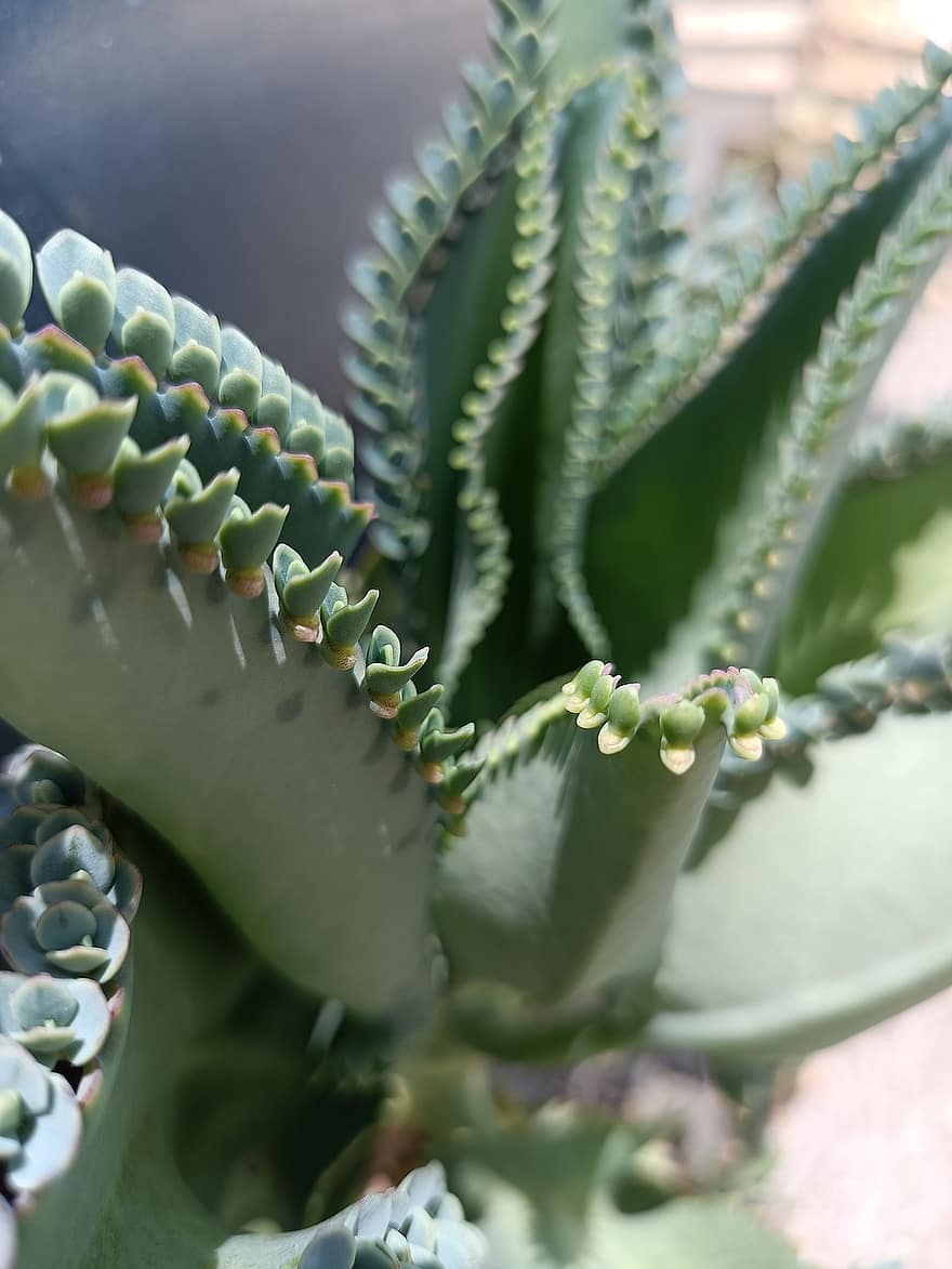 cactus, suculento, jardín, naturaleza, hoja, planta, de cerca, color verde, botánica, crecimiento, verano