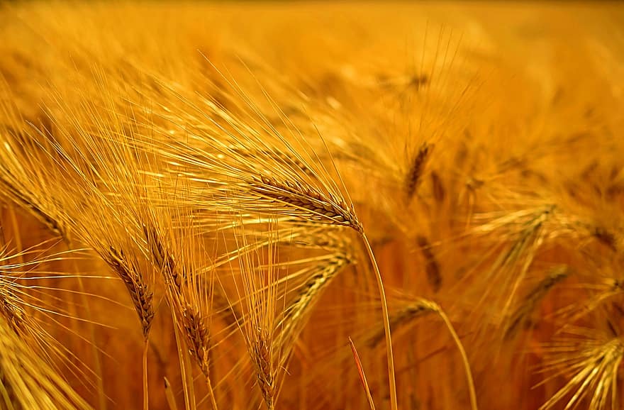 campo de trigo, espigões, cevada, campo, Prado, grãos, cereais, orelha
