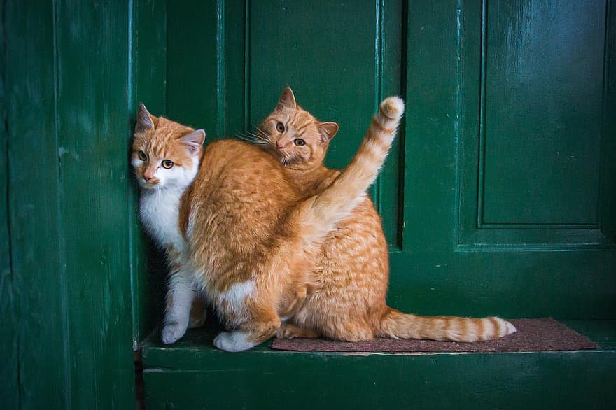 macskák, bejárati ajtó, háziállat, állatok, emlősök, aranyos, házimacska, cica, macskaféle, házi állat, keres
