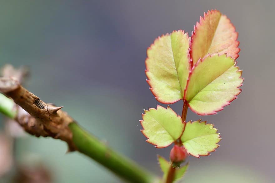 rosenblatt, wzrost, kiełkować, liść, Natura, odchodzi, roślina, zbliżenie, zielony kolor, jesień, tła
