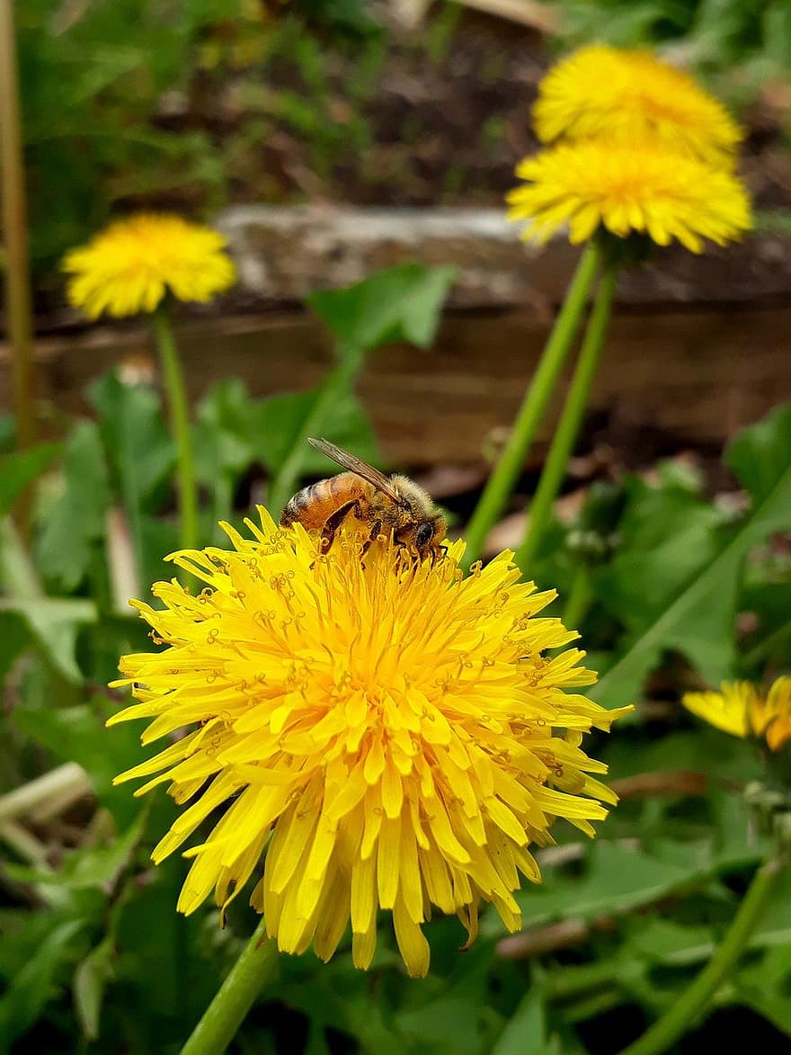 Blume, Biene, Bestäubung, blühen, Insekt, Entomologie, Löwenzahn, Gelb, Pollen, Sommer-, grüne Farbe
