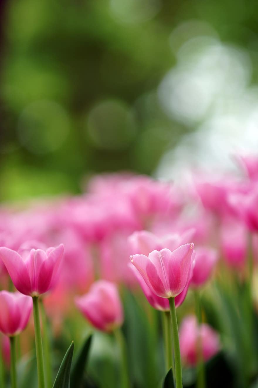 kukat, tulppaanit, vaaleanpunaiset kukat, vaaleanpunaiset tulppaanit, puutarha, kukka, tulppaani, kasvi, kesä, kevät, kukka pää