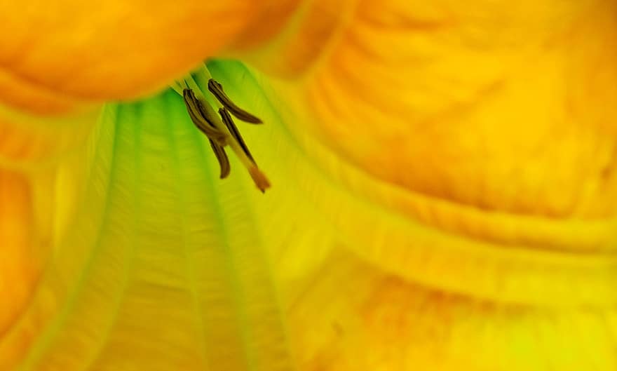 Engelstrompete, Blume, Stempel, Blütenblätter, gelbe Blume, blühen, Floripondio, Pflanze, Frühling
