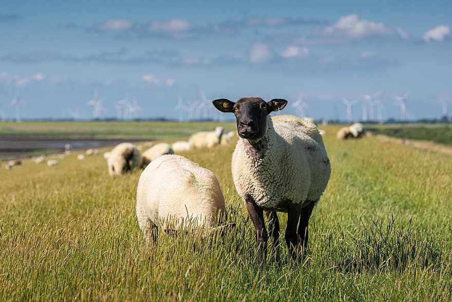 Schafe, Tiere, Säugetiere, Viehbestand, Hausschafe, Wiederkäuer, Weide, Gras, Huftier-, Landschaft