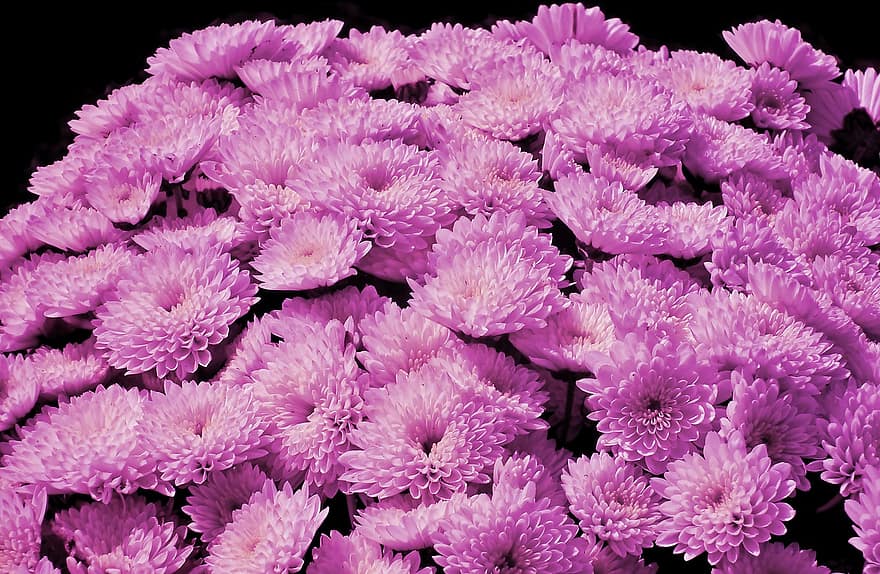 Flowers, Chrysanthemums, Garden, Nature, Bloom, Blossom, Botany, Growth, close-up, plant, flower