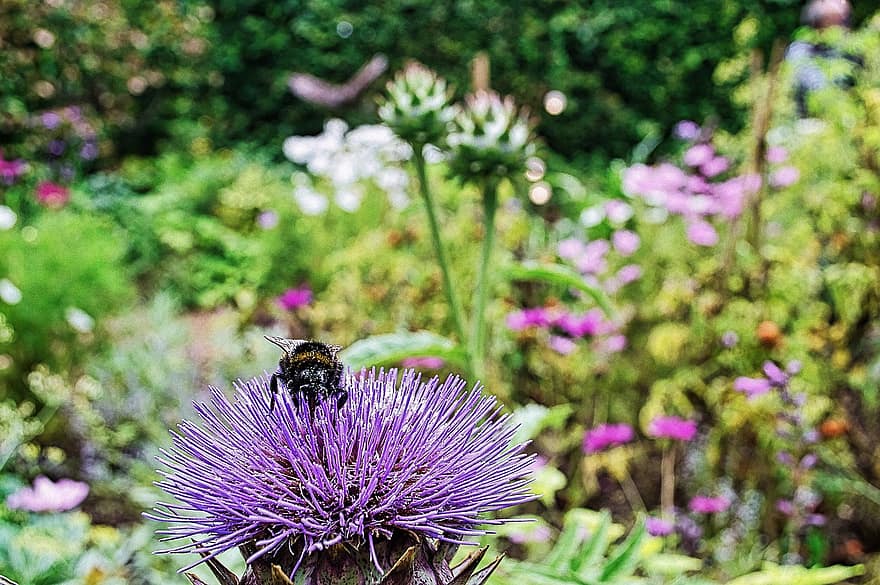 Bie, insekt, pollinere, pollinering, blomst, bevinget insekt, vinger, natur, Hymenoptera, entomologi, nærbilde