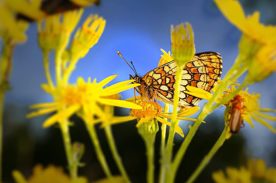 motýl, květiny, opylit, křídla, okřídlený hmyz, motýlí křídla, lepidoptera, žluté květy, flóra, fauna, Příroda