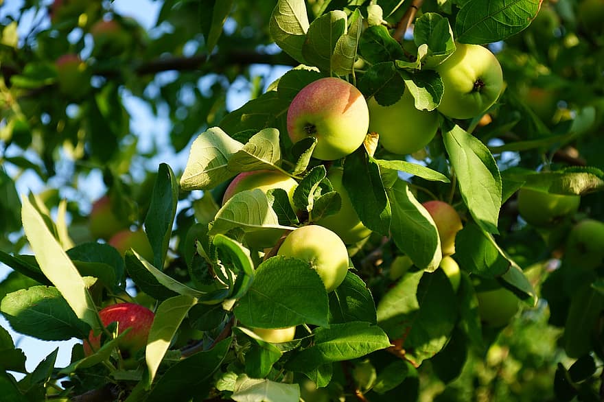 تفاح ، الفاكهة ، طعام ، طازج ، صحي ، ناضج ، عضوي ، حلو ، ينتج ، حصاد ، اوراق اشجار
