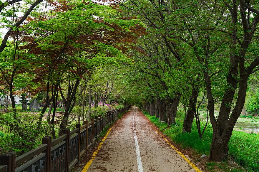 avenue, silnice, stromy, esplanáda, Arboretum Nanjing, les, krajina, park