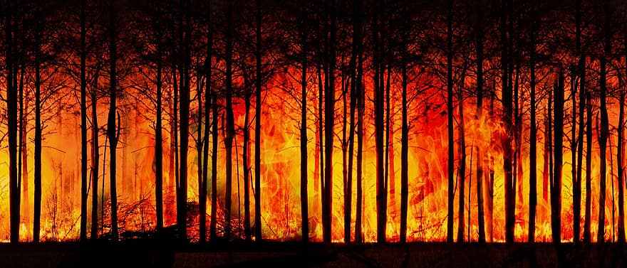 Orman yangını, orman, iklim değişikliği, ateş, sıcaklık, alev, küre, ısınma, global, küresel ısınma, Sıcak