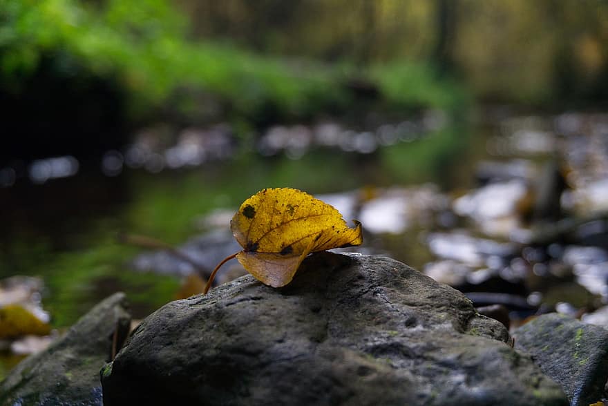 hoja, rock, otoño, hoja amarilla, hoja caída, naturaleza, río, piedra