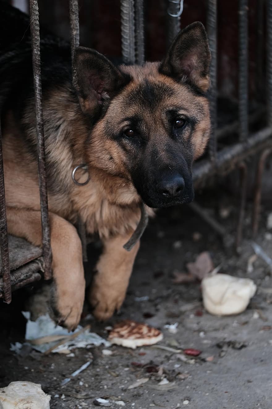 cão, pastor alemão, wolfhound, cela, bloqueado, canino, triste, solitário, trancado