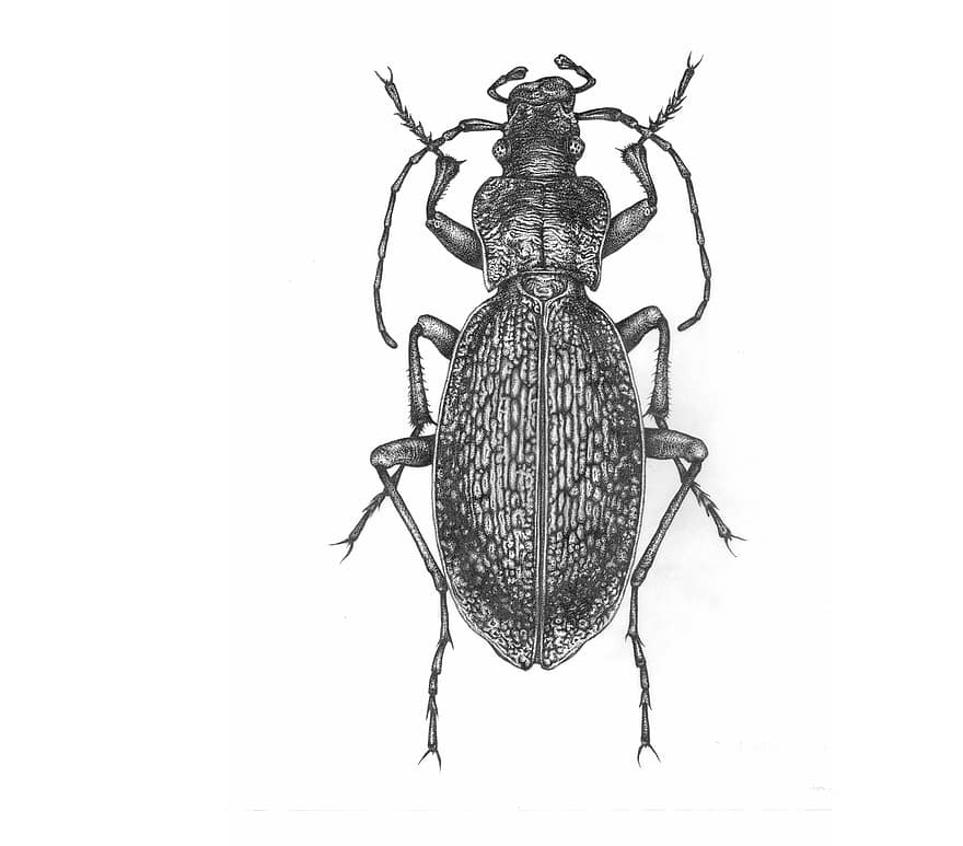 The Beetle, Insect, Nature, Isolated, One, Ink, Illustration