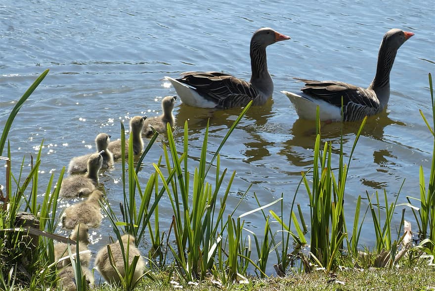 Geese, Chicks, Goslings, Young Geese, Mother The Goose, Father Goose, Family, Young Animals, Moederzorg, Ditch, Reflection