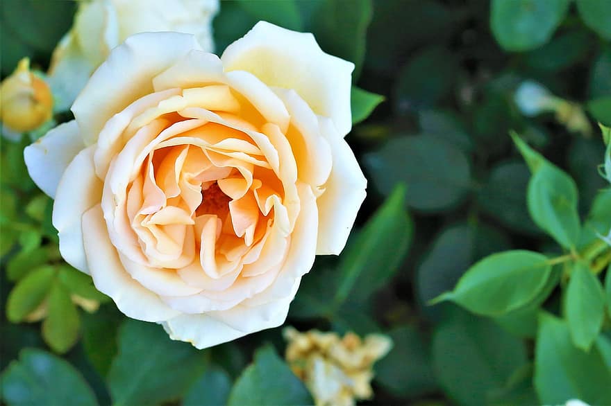 Роза, цветок, цветение, цвести, завод, оранжевая роза, оранжевые лепестки, природа, Флора, цветоводство, садоводство
