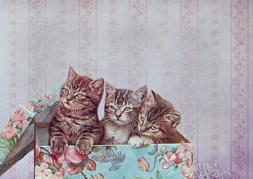 марочный, котенок, кошка, картон, обои на стену, фон, старый, ностальгия, подарочная коробка, милая, милый