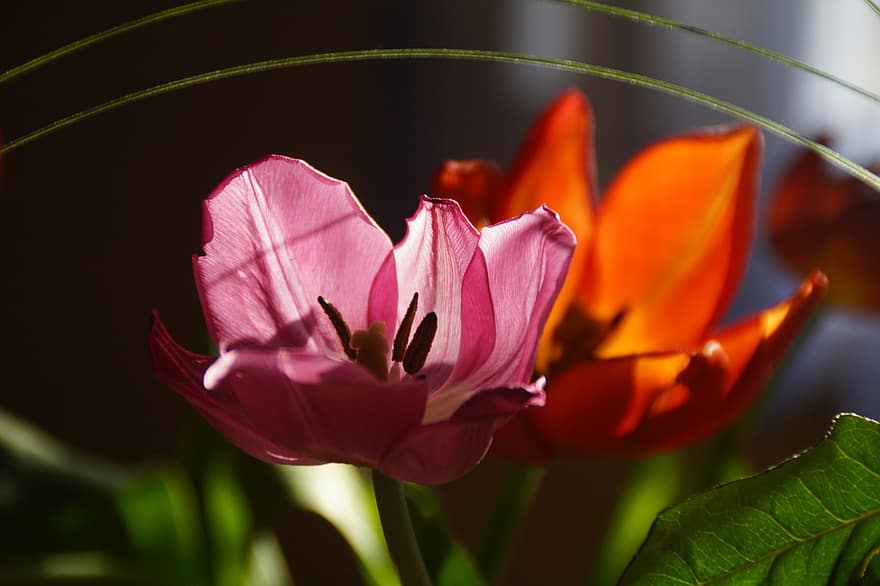 tulipan, blomst, have, lyserød blomst, kronblade, pink kronblade, flor, blomstre, flora, plante, forårsbloem