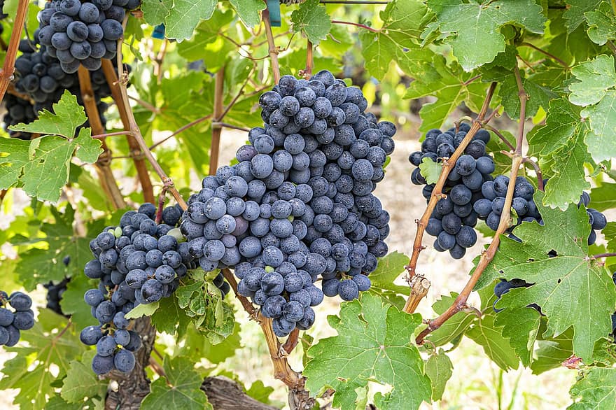 augļi, vīnogas, vīns, bioloģiski, vīna dārzs