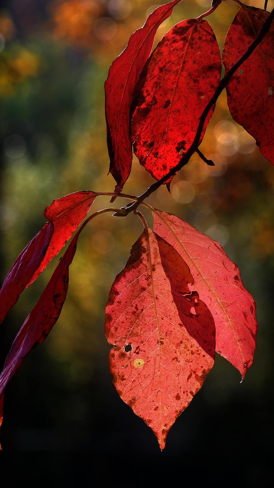 autunno, foglie rosse, fogliame, natura, foglia, stagione, giallo, albero, avvicinamento, colore vibrante, multicolore