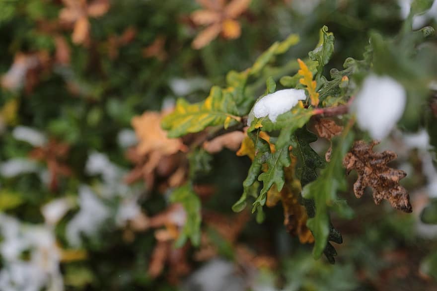 잎, 눈, 겨울, 코르도바