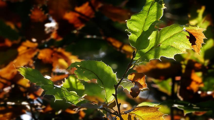 podzim, světlo, povlečení na postel, barvy, les, list, strom, žlutá, rostlina, sezóna, detail