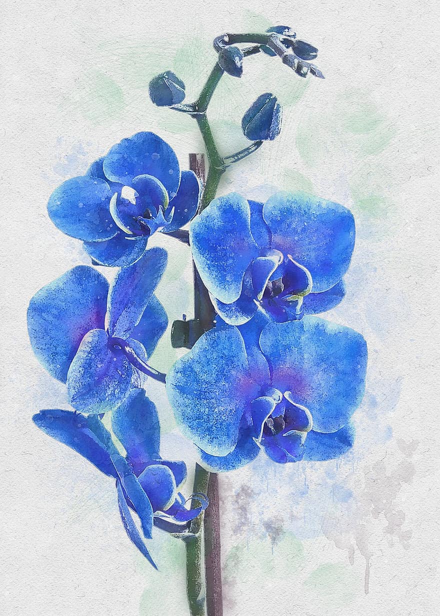 niebieski, orchidea