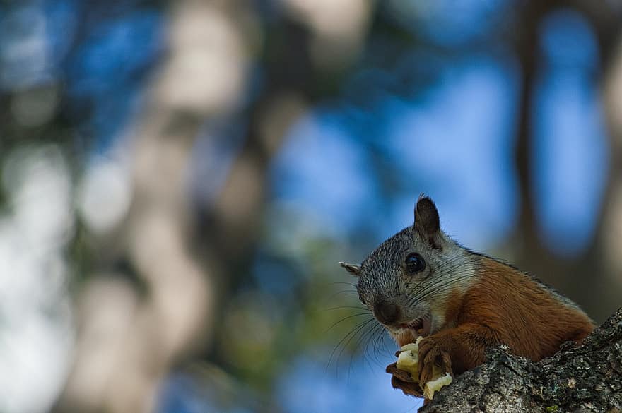 egern, gnaver, jordegern, snack, nødder, træ, bagagerum, log, dyr, fauna