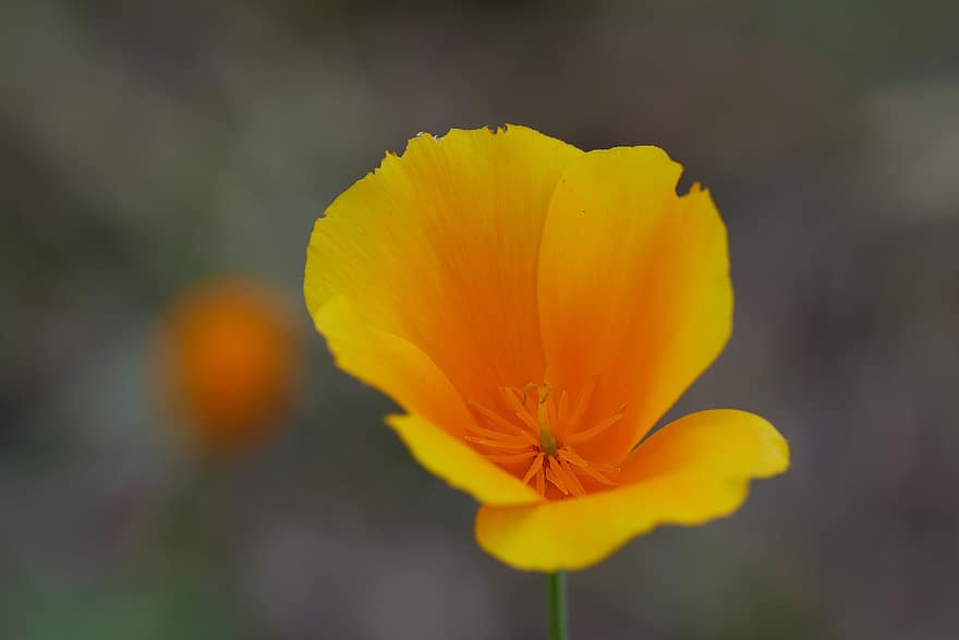unikko, kukka, kasvi, Kalifornian unikko, keltainen kukka, terälehdet, kukinta, koristekasvi, kasvisto, luonto, puutarha