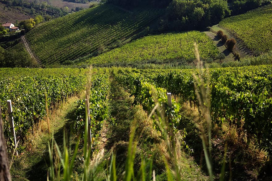 vingård, vindruer, panorama, Italien, bakker, efterår, Land, landbrug, gård, landlige scene, drue