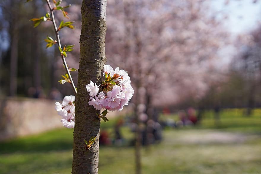 Flors de cirerer, parc, cirera japonesa, flors, arbre, rosa, planta, estacional
