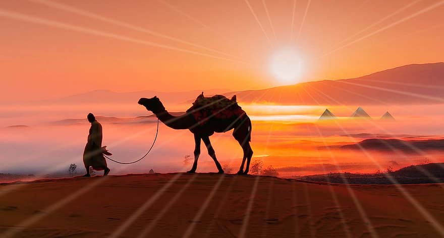 wielbłąd, pustynia, Egipt, Zwierząt, wydmy, piasek, sahara, krajobraz, mężczyzna, zachód słońca, słońce