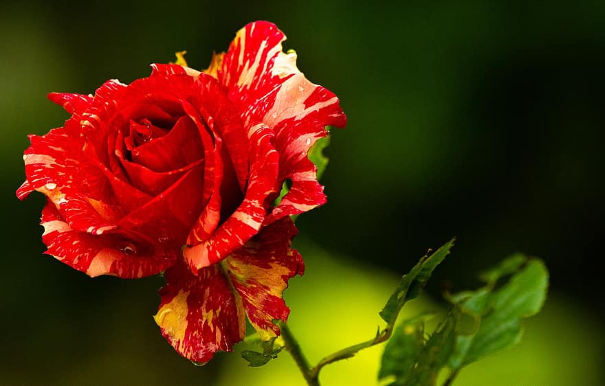 Trandafir, inflori, a inflori, roșu, alb, frumuseţe, a crescut floare, flori, grădină, frumos, petale