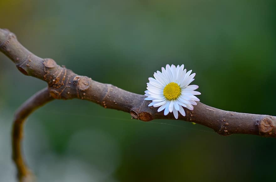цветок, Маргарет, весна, природа