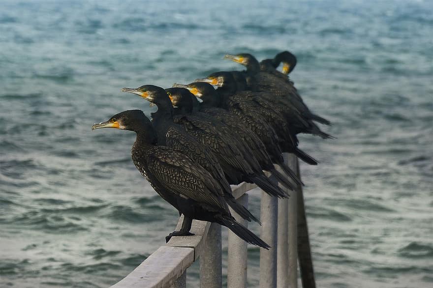 burung kormoran hebat, burung-burung, binatang, bertengger, burung laut, margasatwa, bulu, bulu burung, paruh