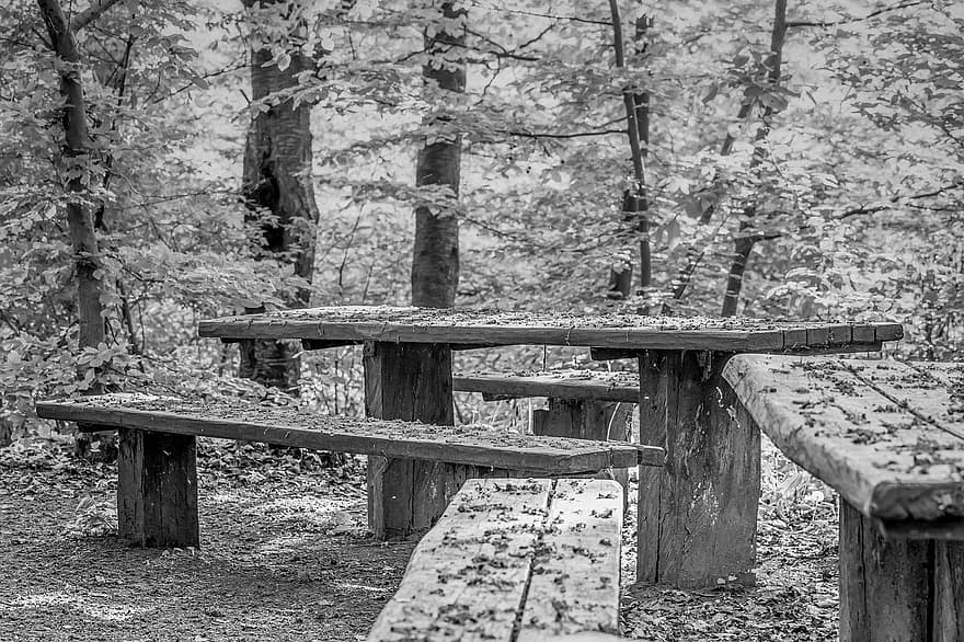 пейка, място за сядане, гора, природа, пейзаж, маса, листа, изоставен, тих, отдих, Черно и бяло