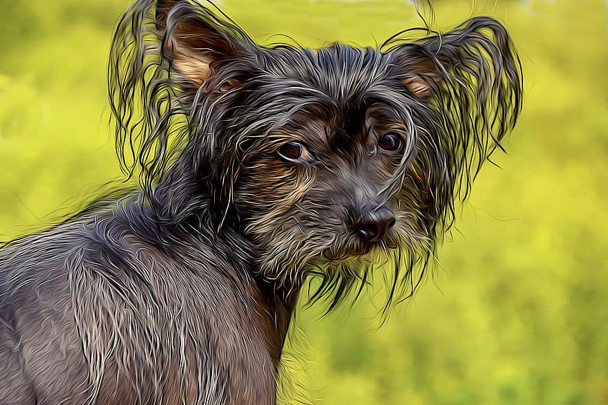 Dog, Chinese Crested Dog, Hairless Dog, Chinese Chocholáč, Pet, Animal, Canine, Puppy, Portrait, Young, Digital Oil Painting